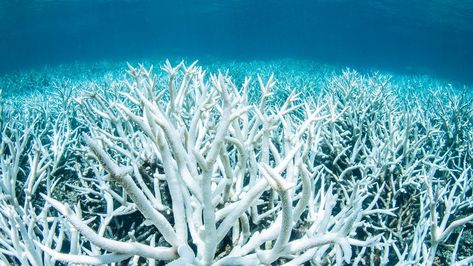 Parts of Australia’s Great Barrier Reef will never recover from the impact of unseasonably warm waters, scientists said on Thursday, as more of the World Heritage Site comes under renewed threat from a recent spike in sea temperatures. Ocean Ecosystem, Coral Bleaching, Marine Animals, Great Barrier Reef, In The Ocean, Coral Reef, Heritage Site, World Heritage Sites, World Heritage