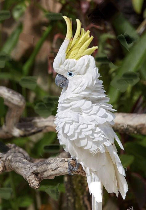 Sulphur-crested Cockatoo | Cacatua galerita …  https://www.alamy.com/stock-image-the-sulphur-crested-cockatoo-cacatua-galerita-bali-bird-park-batubulan-168075621.html Character Study, Animal Sketches, Colorful Birds, Birds Painting, Drawing Reference, Parrot, Feathers, Watercolor Paintings, Bali