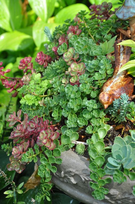 Another sedum planting. Sedums In Pots, Sedum Planter Ideas, Birdbath Planter, Summer Planter, Drought Tolerant Perennials, Porch Planters, Flower Pots Outdoor, Three Dogs, Things I Learned