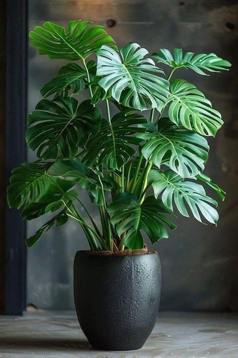 Interior Planters, Indoor Plants Decor, Plantas Interior, Easy Care Houseplants, Room Plants, Plants In Pots, Living Room Plants, Balcony Plants, Home Plants