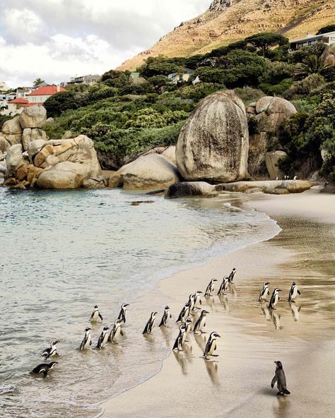 Buncha Buncha Penguins 🐧🐧🐧 Weymouth Beach, South Africa Vacation, Boulders Beach, Enchanting Places, Manifesting 2024, Cape Town Travel, Africa Vacation, Visit South Africa, Boulder Beach