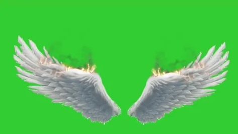 Get this stock video and more royalty-free footage. 3d buring real angel wings fla... ✔️Best Price Guaranteed ✔️Simple licensing. Download Now ➡️ Wings Green Screen, Angel Wings Green Screen, Angel Wing Overlay, Croma Key Video, St Patricks Day Pictures, Real Angels, Green Screen Footage, Steven Universe Wallpaper, Angel Wings Design