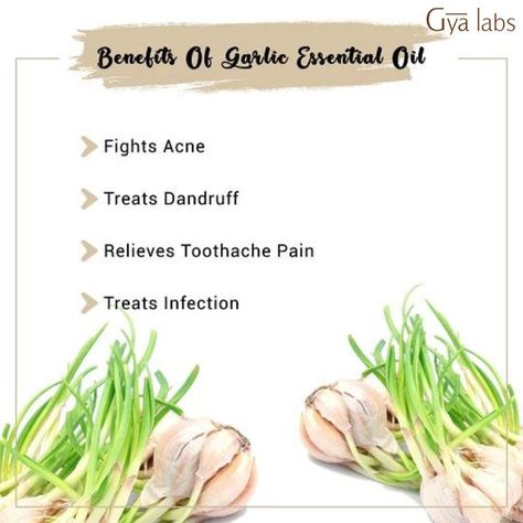 benefits of garlic essential oil Garlic Oil Benefits, Benefits Of Garlic, Garlic Benefits, Garlic Oil, Your Person, Oil Benefits, Dandruff, Essential Oil, Bugs