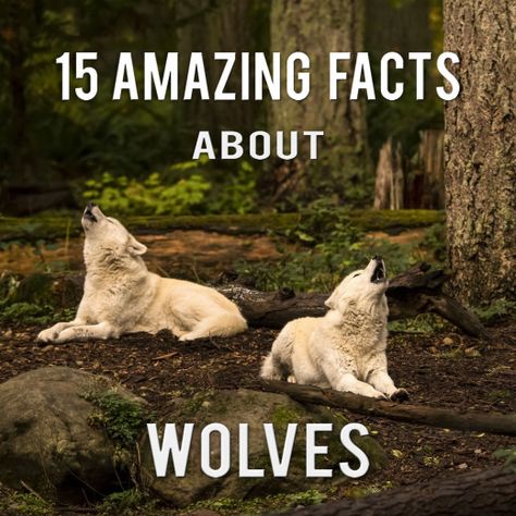 Amazing Facts about Wolves Facts About Wolves, Wolf Species, Ethiopian Wolf, Mexican Gray Wolf, Largest Wolf, Wolf Running, Maned Wolf, Attract People, Best Swimmer