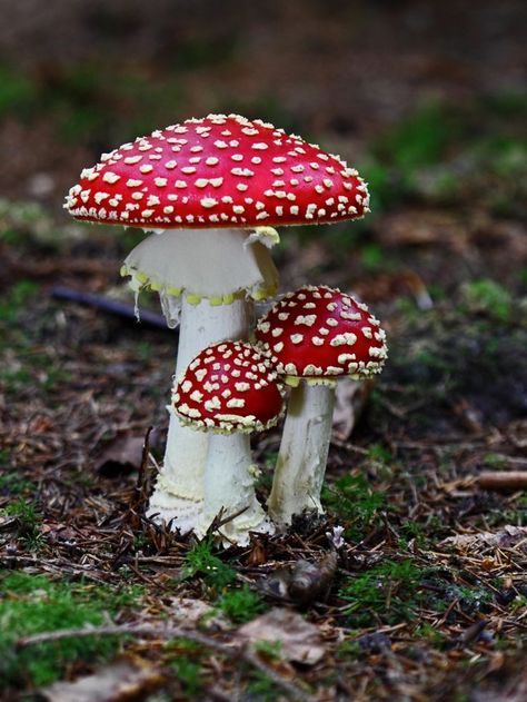 dots mushrooms Fly Agaric Mushroom, Mushroom Pictures, Amanita Muscaria, Fly Agaric, Plant Fungus, Mushroom Fungi, Foto Tips, Airbrush Art, Mushroom Art