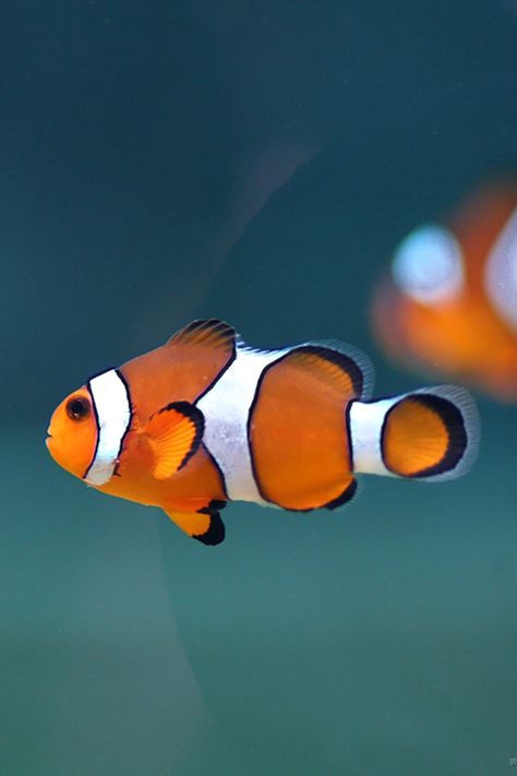 Clownfish Animal Paintings Acrylic, Under The Ocean, Life Aquatic, Beautiful Sea Creatures, Underwater Photos, Exotic Fish, Beautiful Fish, Clown Fish, Ocean Animals