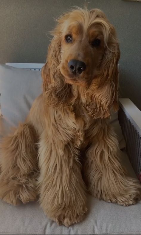 Show Type Cocker Spaniel, Full Grown Cocker Spaniel, Golden English Cocker Spaniel Puppy, Cockaspaniel Puppies, English Cocker Spaniel Aesthetic, Cocka Spaniel, Cocker Spaniel Aesthetic, Cocker Spaniel Haircut, Golden Retriever Cocker Spaniel