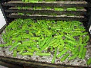 How to dehydrate green beans for soups and casseroles. Green Beans Chips, Dehydrated Green Beans, Preserving Green Beans, Oven Green Beans, Dehydrating Recipes, Easy Stuffed Cabbage, Dehydrating Food Storage, Seasoned Green Beans, Excalibur Dehydrator