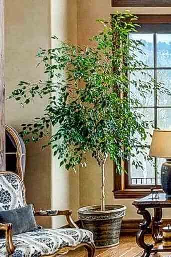 Plants that Purify the Air; Large Houseplants Ficus Tree Indoor, Weeping Fig Tree, Large Houseplants, Indoor Tree Plants, Bank Project, Best Indoor Trees, Indoor Palm Trees, House Trees, Hall Entrada