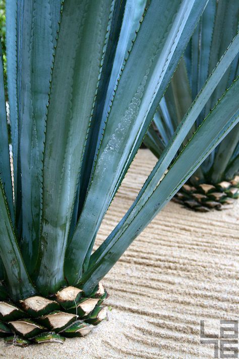 Mexico Photoshoot, Flower Shoot, Agave Americana, Agave Plants, Century Plant, Blue Agave, Agave Plant, Baja California Sur, Agaves