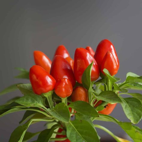 Growing Hot Peppers Indoors: The Basics - PepperScale Healthy Pepper Steak Recipe, Growing Chili Peppers, Chili Pepper Plant, Hot Peppers Plants, Growing Hot Pepper, Growing Bell Peppers, Pepper Steak Recipe, Chilli Plant, Stuffed Peppers Healthy