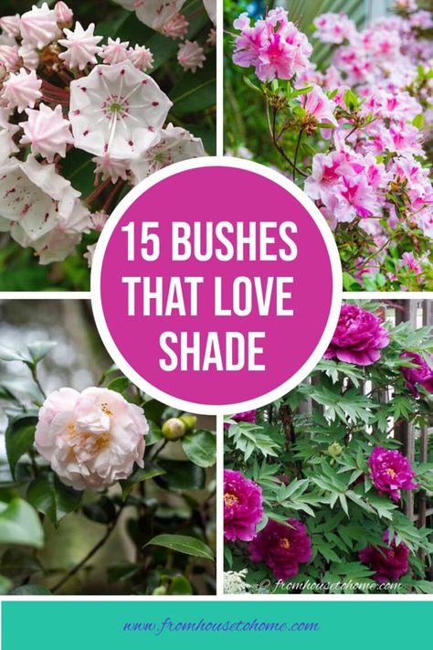 15 bushes that love shade | Gardening Best Bushes For Shade, Bushes That Grow In The Shade, How To Create Shade In Garden, Flowers In Shaded Area, Shade Loving Plants Uk, Flower Garden Layouts, Perennial Garden Design, Shade Loving Shrubs, Evergreen Flowers