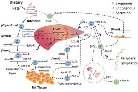 Lipid Metabolism, Biochemistry Notes, Cardiac Disease, Independence Day Quotes, Plasma Membrane, Mammary Gland, Medical Videos, Chemistry Lessons, Biology Notes