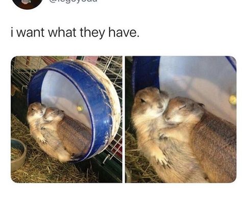 Sounds Good To Me, Memes Of The Day, Wholesome Memes, Cute Little Animals, Animal Memes, Cute Funny Animals, Cuteness Overload, Funny Cute