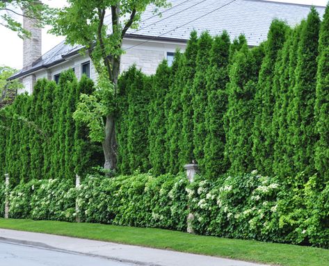 Climbing hydrangea covers the fence, while a solid wall of cedars create a complete privacy wall. Landscaping Privacy Trees, Backyard Landscaping Privacy, Backyard Privacy Landscaping, Landscaping Privacy, Privacy Landscaping Backyard, Privacy Trees, Landscaping Trees, Privacy Plants, Privacy Fence Designs