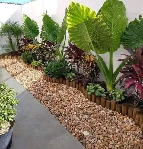 Large Plant Pots Driveway, Higher Fence Ideas, Tropical Fence Landscaping, Landscaping Along Fence Front Yard, Elephant Ear Garden Ideas, Tropical Yard Ideas, Tropical Landscaping Around Pool, Tropical Ground Cover, Tropical Oasis Backyard