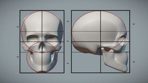 Skull Proportions, Portrait Anatomy, Loomis Head, Head Proportions, Skull Anatomy, Head Anatomy, Face Proportions, Skull Reference, Skeleton Anatomy