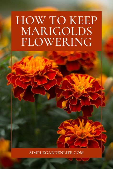 How to keep marigolds flowering by simplegardenlife.com Marigolds In Garden, Growing Marigolds, Planting Marigolds, Garden Flower Beds, Deer Resistant Plants, Attracting Beneficial Insects, Marigold Flower, Garden Help, Seed Saving