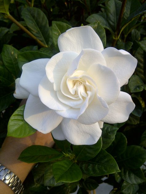 Gardina Flowers, Gardenia Tattoo, Gardenia Bouquet, Growing Gardenias, Gardenia Jasminoides, Inspiration Tattoos, Boquette Flowers, Nothing But Flowers, Flower Therapy