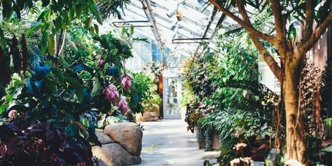 Garden Centre Eateries Offering More Plant-Based Food Because ‘They�’re Already Half-Way There’ . . . #plantbased #vegan #veganfood #uk #vegannews #livekindly Fruit Greenhouse, Geothermal Greenhouse, Tropical Greenhouses, Montreal Botanical Garden, Best Greenhouse, Romeo Und Julia, Expensive Art, Courtyard Design, Diy Greenhouse