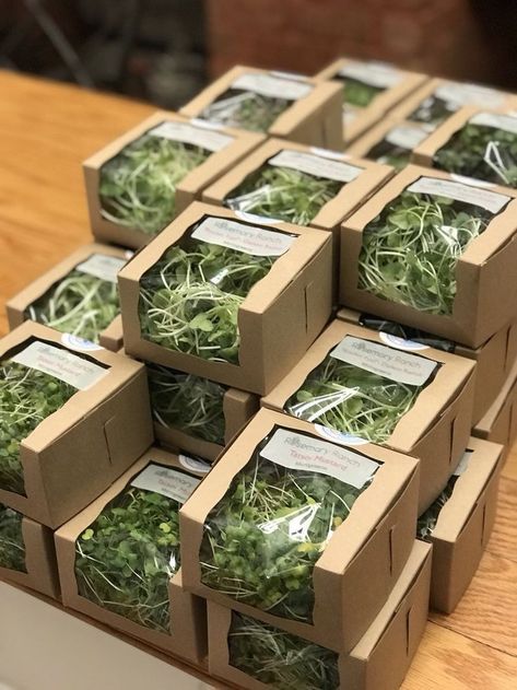 Indoor Herb Garden Display, Micro Greens Packaging, Produce Package Design, Microgreens Packaging Ideas, Farmers Market Ideas To Sell, Microgreen Packaging, Selling Microgreens, Microgreens Packaging, Microgreens Business