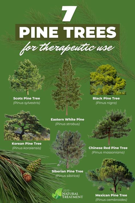 Pine Cone Identification, What Can You Do With Pine Needles, How To Dry Pine Needles, White Pine Needle Tea, How To Use Pine Needles, Pine Needle Benefits, White Pine Needle Tea Benefits, Things To Do With Pine Needles, Pine Needle Oil Benefits