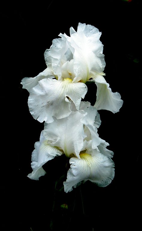 Iris by Rita Malkin Iris White, Flower Reference, White Things, Iris Painting, White Iris, Iris Garden, Flower Black, Floral Photography, Oil Painting Flowers