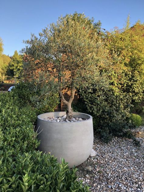 Radius - Urbis Design - Contemporary Concrete Planters and Furniture Concrete Around Tree, Large Trees In Pots Outdoors, Pot Design Ideas, Pot Landscaping, Olivier En Pot, Large Concrete Planters, Front Porch Landscape, Large Garden Planters, Herb Garden Pots