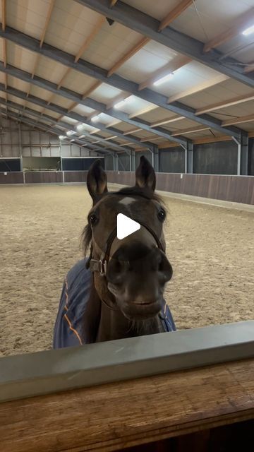 Cool Horses, Funny Horses Videos, Silly Horse, Silly Stories, Funny Horse Videos, Funny Horse Pictures, Cute Horse Pictures, Funny Horses, Horse Videos