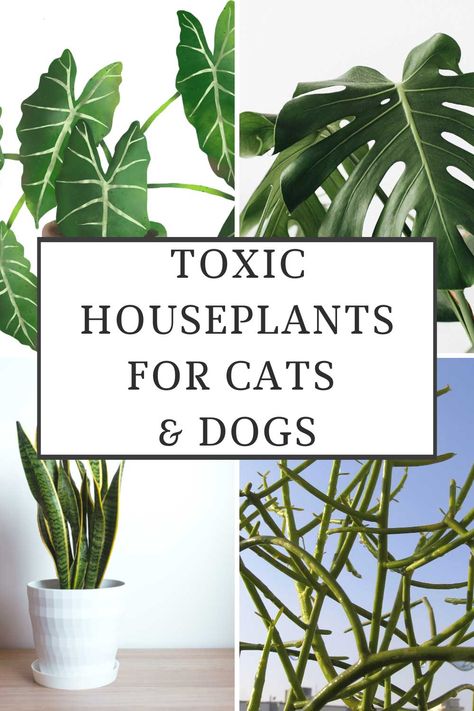 toxic-houseplants-for-cats-and-dogs Plants Toxic To Cats And Dogs, Pet Toxic House Plants, Cat Toxic Plants, Plants Not Safe For Cats, Poisonous Plants For Cats, House Plants Safe For Cats And Dogs, House Plants Poisonous To Cats, Dangerous Plants For Cats, Houseplants Poisonous To Cats