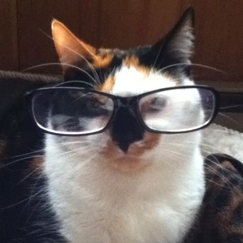 Maybe the calico cat with glasses! She is smarter than you. Cat Wearing Glasses, Cat With Glasses, Calico Cat, The Things, A Cat, Talk About, Feline, 10 Things