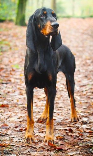 Marcel - Black and Tan Coonhound Dog Hugs, Coonhound Puppy, Black And Tan Coonhound, Hound Dog Breeds, Puppy Dog Pictures, Dogs Hugging, Every Dog Breed, Redbone Coonhound, Disabled Dog