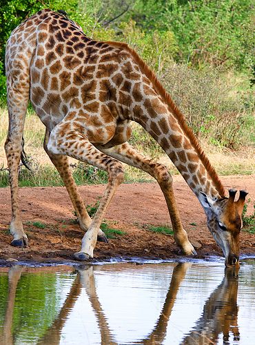 Young Giraffe Wild Life, Giraffes, Giraffe Photography, Giraffe Pictures, Giraffe Art, A Giraffe, Cute Giraffe, Baby Giraffe, Cute Wild Animals