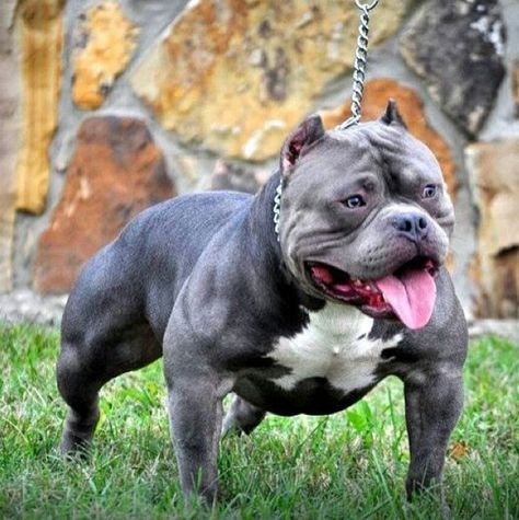 american bully Stud Pictures, Bully Blue, American Bullies, Bully Breeds Dogs, Pitt Bull, Ugly Dogs, Pitbull Puppy, Bully Dog, Pit Bull Love