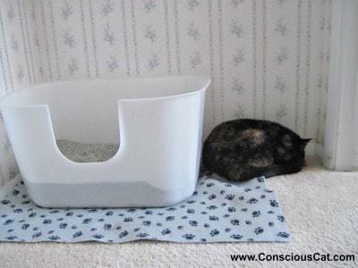 NVR_Miss_litter_box High Sided Litter Box, Diy Litter Box, Best Litter Box, Herding Cats, Cleaning Litter Box, Living With Cats, To Pee, Cat With Blue Eyes, Cat Care Tips