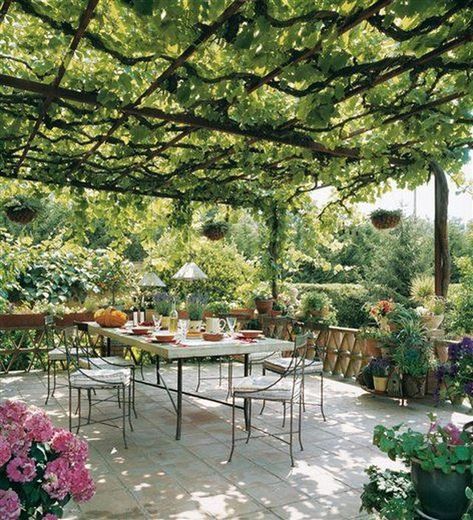 Pergola Vines, Pergola Design, Garden Vines, Backyard Pergola, Patio Roof, Pergola Plans, Pergola Patio, Pergola Designs, Outdoor Pergola