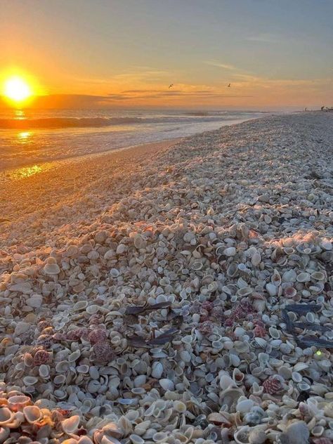 Sanibel Island Beaches, Mexico Beaches, Sanibel Island Florida, Sanibel Island, Gulf Of Mexico, Real Photos, Geography, Sea Shells, Shells