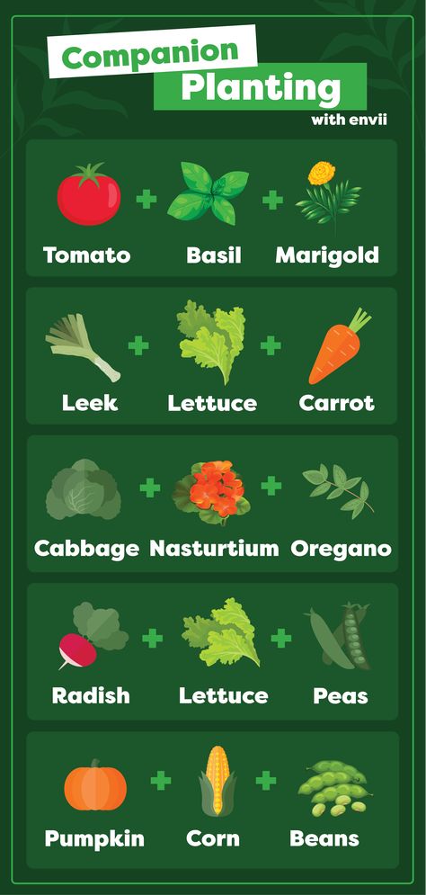 A simple infographic showing which plants to grow together to get the best results from your garden. Allotment Layout Ideas, Uk Allotment, Allotment Ideas Budget, Small Garden Allotment, Allotment Layout, Small Allotment, Allotment Ideas Inspiration, Allotment Plan, Homesteading Garden