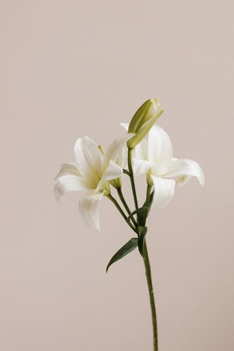 Lilies White, Sustainable Flowers, Flower Farmer, Front Wall, Plant Aesthetic, Mothers Day Flowers, White Lilies, Pink Wall, Pink Walls