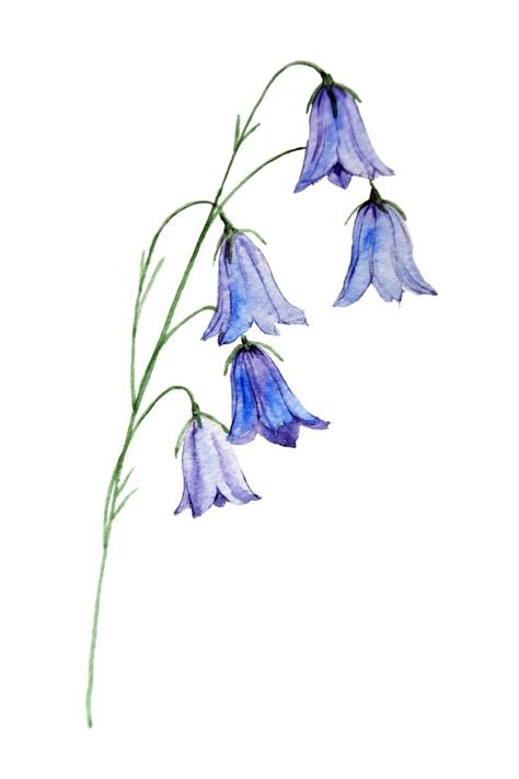 Bluebell Drawing Bluebells Drawing, Bluebell Drawing, Flower Drawing Watercolor, Bluebells Flower Tattoo, Bluebell Tattoo, Blue Things To Draw, Easy Flower Drawings, Blue Bell Flowers, Blue Drawings