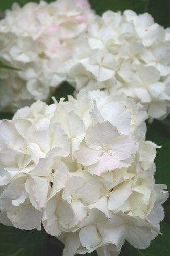 White hydrangea | Flickr - Photo Sharing! Flowers Garden Ideas, White Flowers Garden, Planting Hydrangeas, Hydrangea Flowers, Flowers White, White Gardens, White Hydrangea, Flowers Garden, Ideas Home