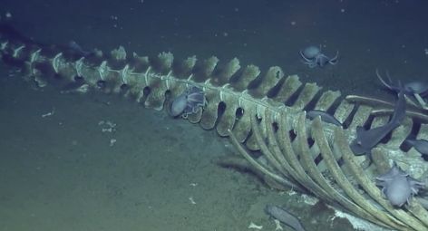 Octopus Skeleton, Bottom Of Ocean, Whale Fall, Whale Skeleton, Fall Skeleton, Ocean Exploration, The Bottom Of The Ocean, Fish Skeleton, Fish Bones