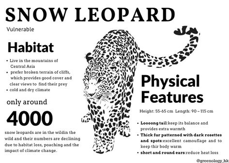 Today is the International Snow Leopard Day!!!!! The snow leopard species faces the threat of extinction.There are only 4000 snow leopards left in the wild, and their numbers are declining due to habitat loss,🌞 poaching and the impact of climate change.See how climate change affects the population of snow Leopard in our website Leopard Species, Snow Leapords, Snow Leopard Oc, Rwby Symbols, Snow Leopard Habitat, Leopard Craft, Snow Leopard Art, Leopard Art, Save The Earth