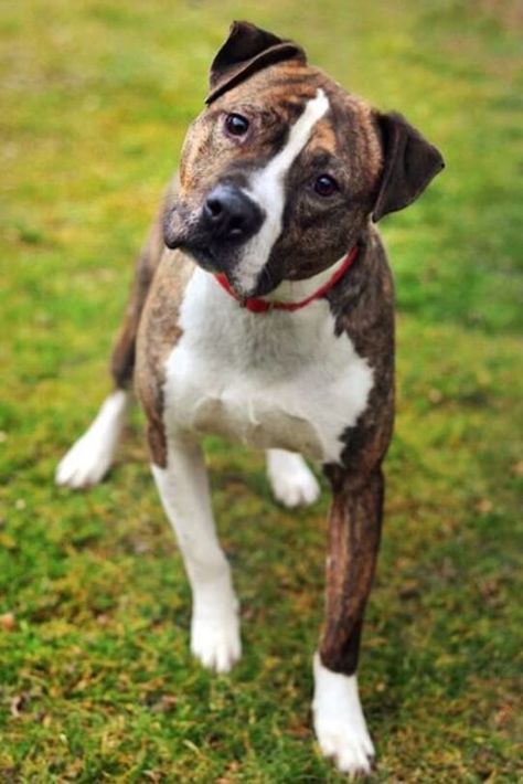 Boxer Dog Mixes: 18 Different Boxer Crossbreeds (With Pictures) Agouti Husky, Pitbull Boxer Mix, Bull Boxer, Dog Mixes, Boxer Mix, Pit Bull Terrier Mix, Bull Terrier Mix, American Staffordshire Terrier, American Staffordshire