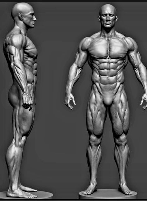 Muscle Body Reference Drawing, Tricep Reference, Hunched Shoulders Reference, Muscular Anatomy Reference, Muscle Art Reference, 3d Anatomy Reference, Muscular Body Anatomy Drawing, Muscular Male Reference, Combat Poses Reference