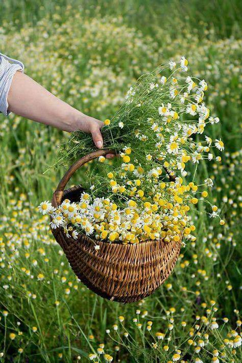 Camomile Flower, Flower Picks, Picking Flowers, Garden Arbor, Summer Happy, 강아지 그림, Chamomile Flowers, The Meadows, Arte Floral