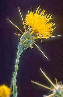 Amy Brown Science: Yellow Starthistle Tops the Plant "Most-Wanted" List Canada Vacation, Poisonous Plants, Invasive Plants, Yellow Star, Nature Hikes, Invasive Species, Garden Pests, Ganesh Chaturthi, Plant Species