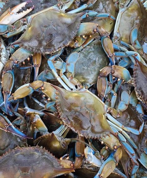 Blue Claw Crab, Crabby Patty, Marsh Landscape, Blue Crabs, Stone Crab, Texas Parks, Crab Fishing, Blue Crab, In The Deep