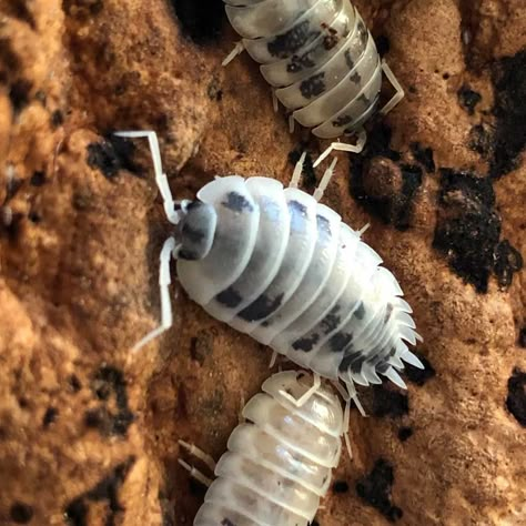 Isopod Terrarium, Bathynomus Giganteus, Giant Isopod, Pill Bugs, Woodlice, Millipedes, Pill Bug, Cute Bugs, Creepy Animals