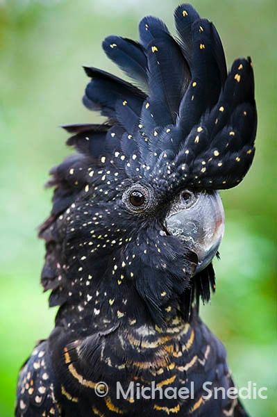 red-tailed black cockatoo (photo by michael snedic) Black Cockatoo, Australian Wildlife, Australian Birds, Australian Animals, Black Animals, Exotic Birds, Pretty Birds, Bird Photo, Colorful Birds